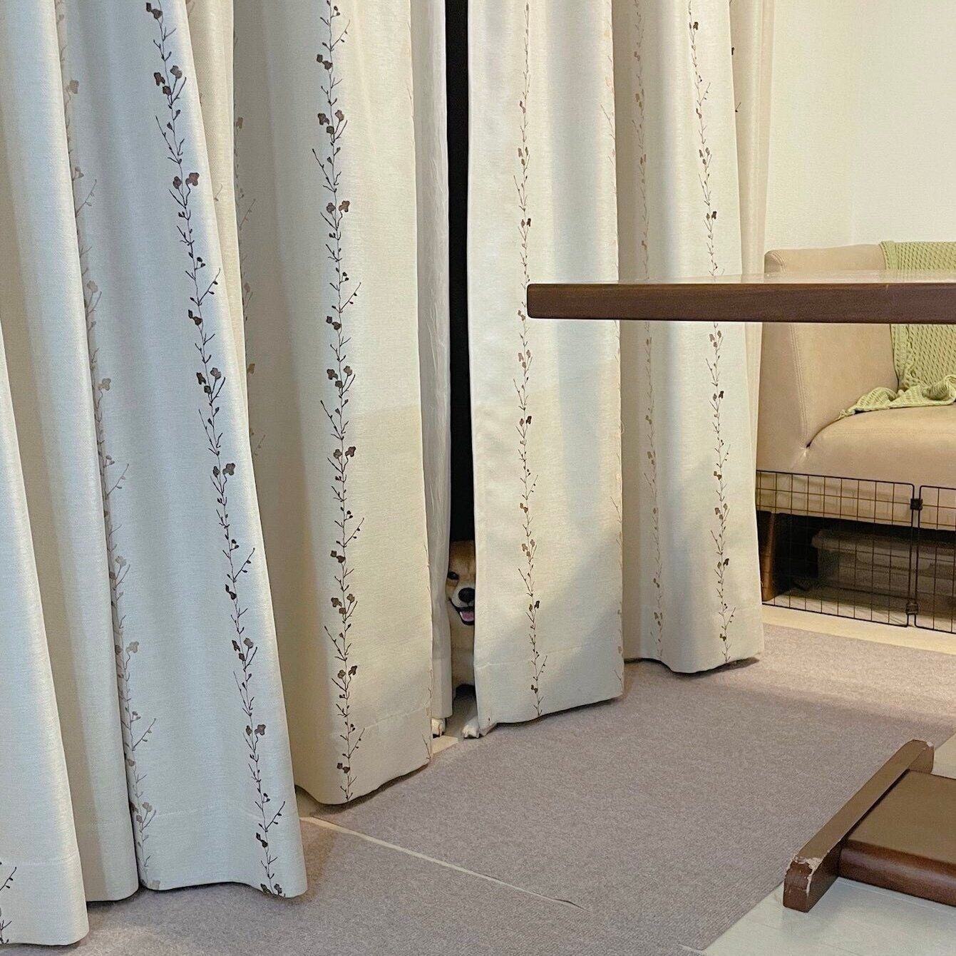 カーテンの裏で笑っているおかかくん