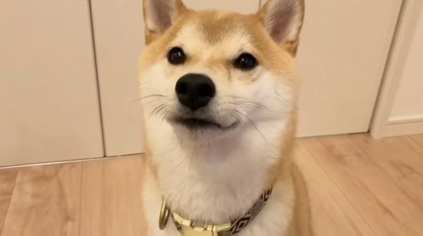 ヨーグルトを食べる柴犬