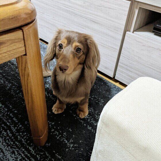 犬の 逆くしゃみ とは なりやすい犬の傾向 症状が出た際の注意点は 獣医師解説 いぬのきもちweb Magazine