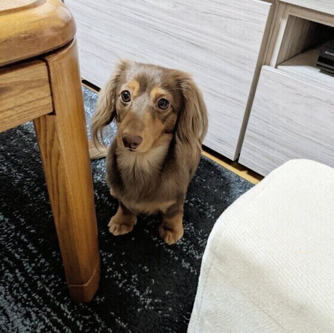 犬の 逆くしゃみ とは なりやすい犬の傾向 症状が出た際の注意点は 獣医師解説 いぬのきもちweb Magazine 犬の 逆くしゃみ とは なりやすい犬の傾向 症状が出た際の注意点は 獣医師解説 いぬのきもちweb Magazine