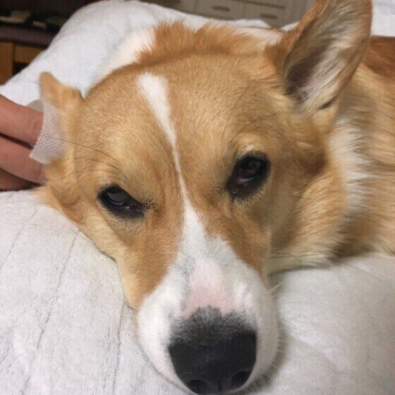 耳掃除をしてもらウェルシュ・コーギー・ペンブローク