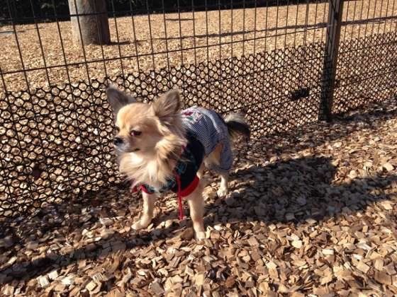 ドッグランで遊ぶチワワ