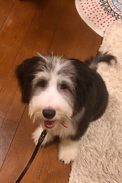 ビアデッド・コリー