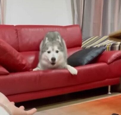 お姉ちゃんの帰宅が嬉しすぎる文太くん