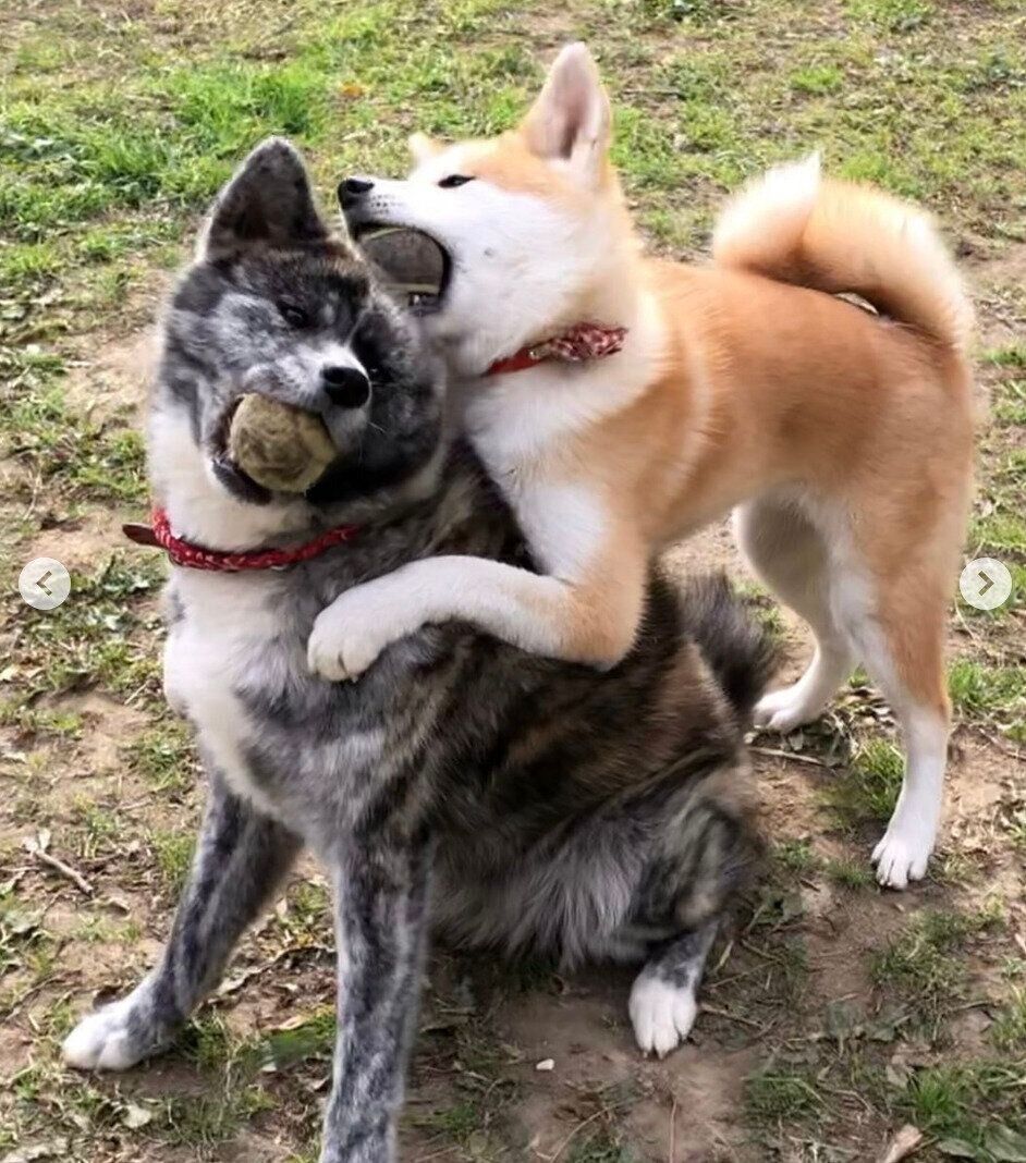 庭で遊ぶ子犬時代のこむぎちゃん、姉犬・ぱたこちゃん