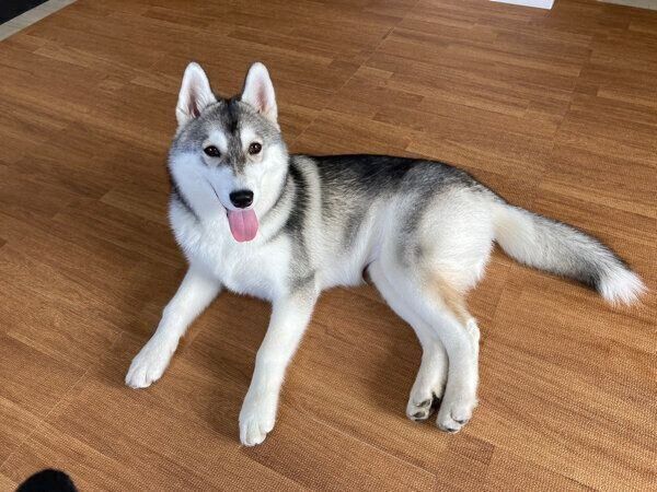 笑顔が可愛いみぞれちゃん