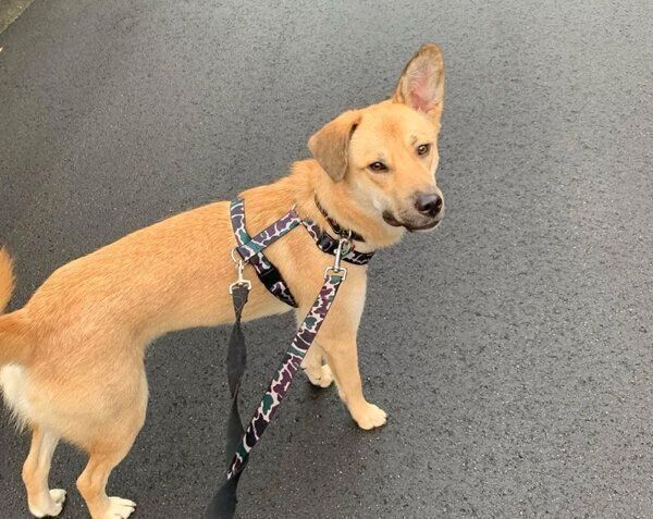 お散歩するカイトくん