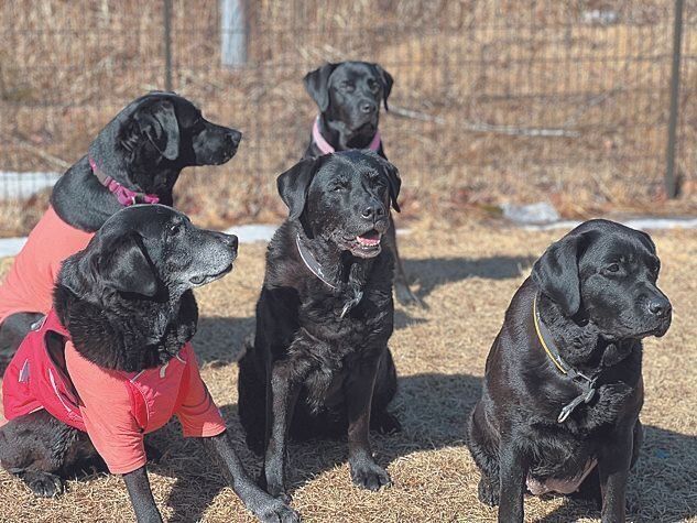 2024年2月に、黒ラブの飼い主さん仲間と福島県の羽鳥湖に行ったとき。真ん中がオッティーちゃん。右が同居犬のノアちゃん