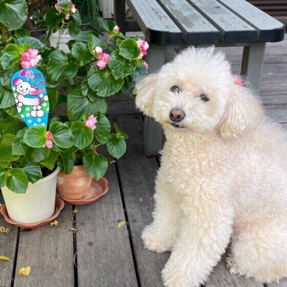 花とトイプードル