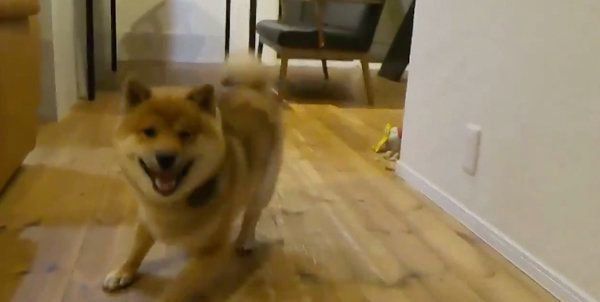 ボール遊びを楽しむおにぎりくん