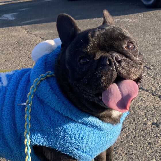 フレンチ・ブルドッグのペコちゃん
