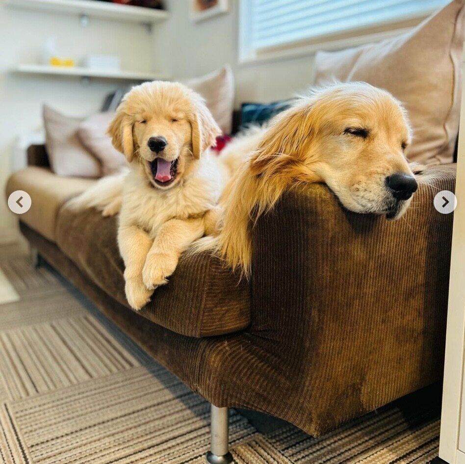 コメちゃんにくっつくイクラちゃん