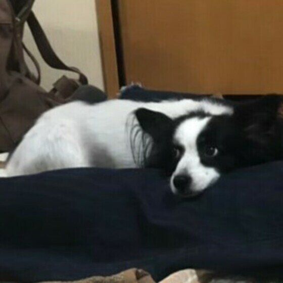 ちこ パピヨン くっつき虫です