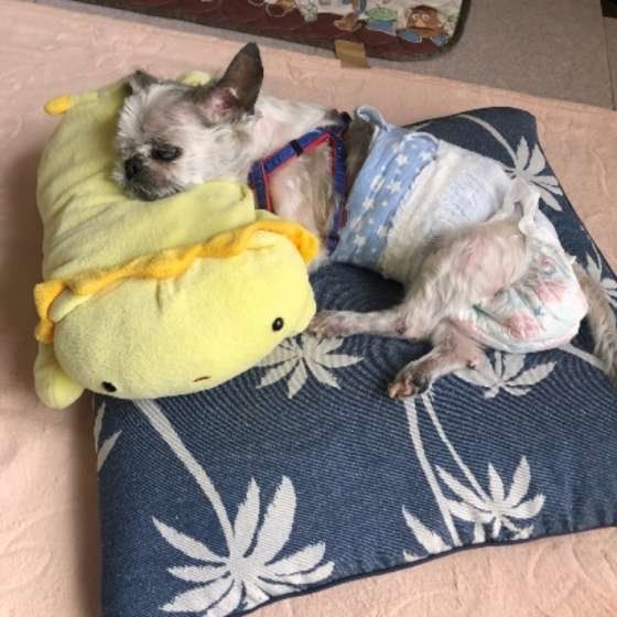 【調査結果】実際に犬の介護で役立ったグッズ〜排泄・移動編〜