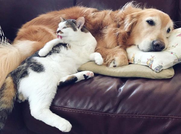 ゴールデン・レトリーバーの小麦ちゃんと猫の豆ちゃん
