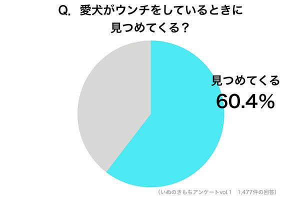 Q.愛犬がウンチをしているときにみつめてくる？