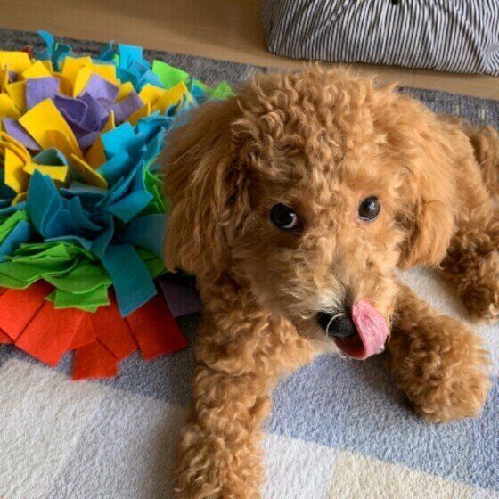 ノーズワークマットの横にふせているMIXのKANOAくん