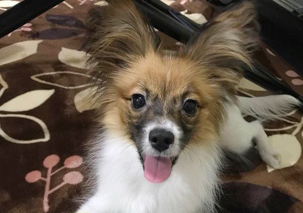 微笑むパピヨン