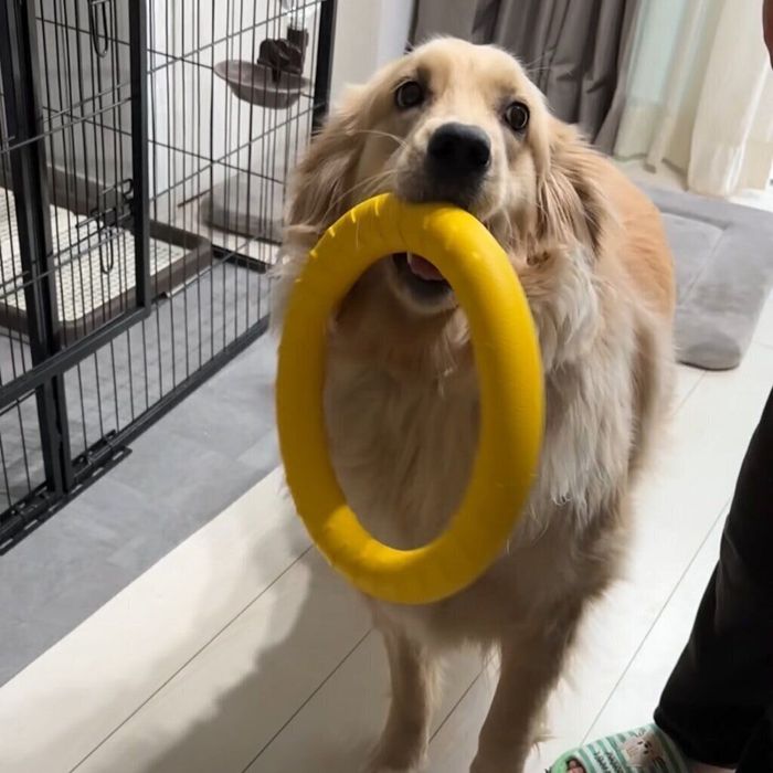 おもちゃをくわえる犬1才