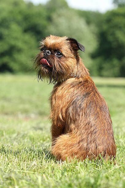 ブリュッセル グリフォンの特徴 性格 最新価格と飼い方 いぬのきもち 犬図鑑 いぬのきもちweb Magazine