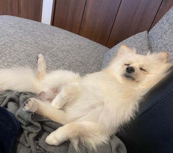 椅子の背もたれに寄りかかって眠るルアンくん