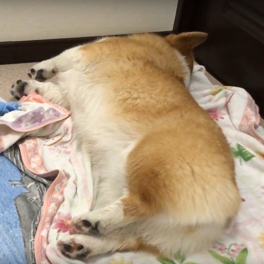 疲れてしまった陽菜ちゃん