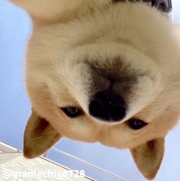 床ドンする豆千代くん