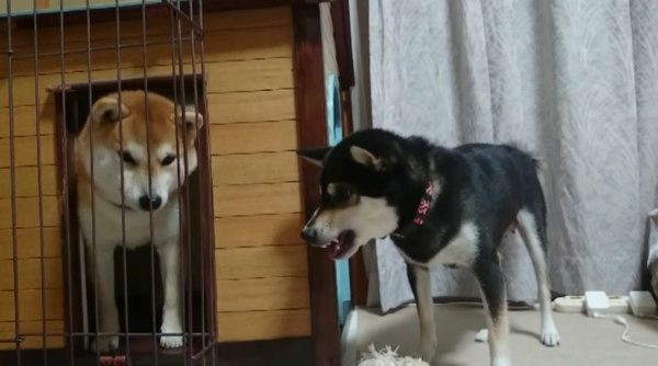 柴犬のパパとママ
