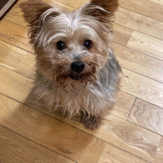 見つめるヨークシャー・テリア