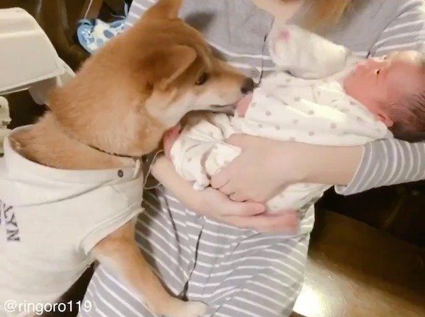 柴犬のうちの子記念日