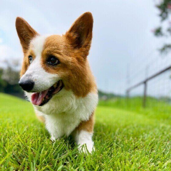 ドッグランで遊ぶコーギー