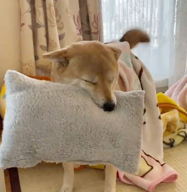 枕をくわえるももちゃん