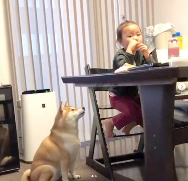 リンゴがほしい柴犬