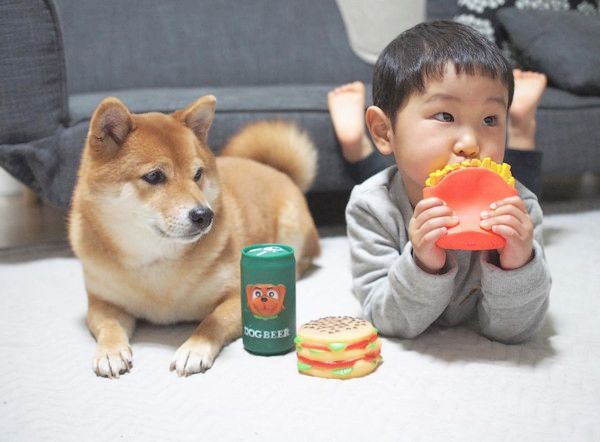 坊やの面倒を見る柴犬
