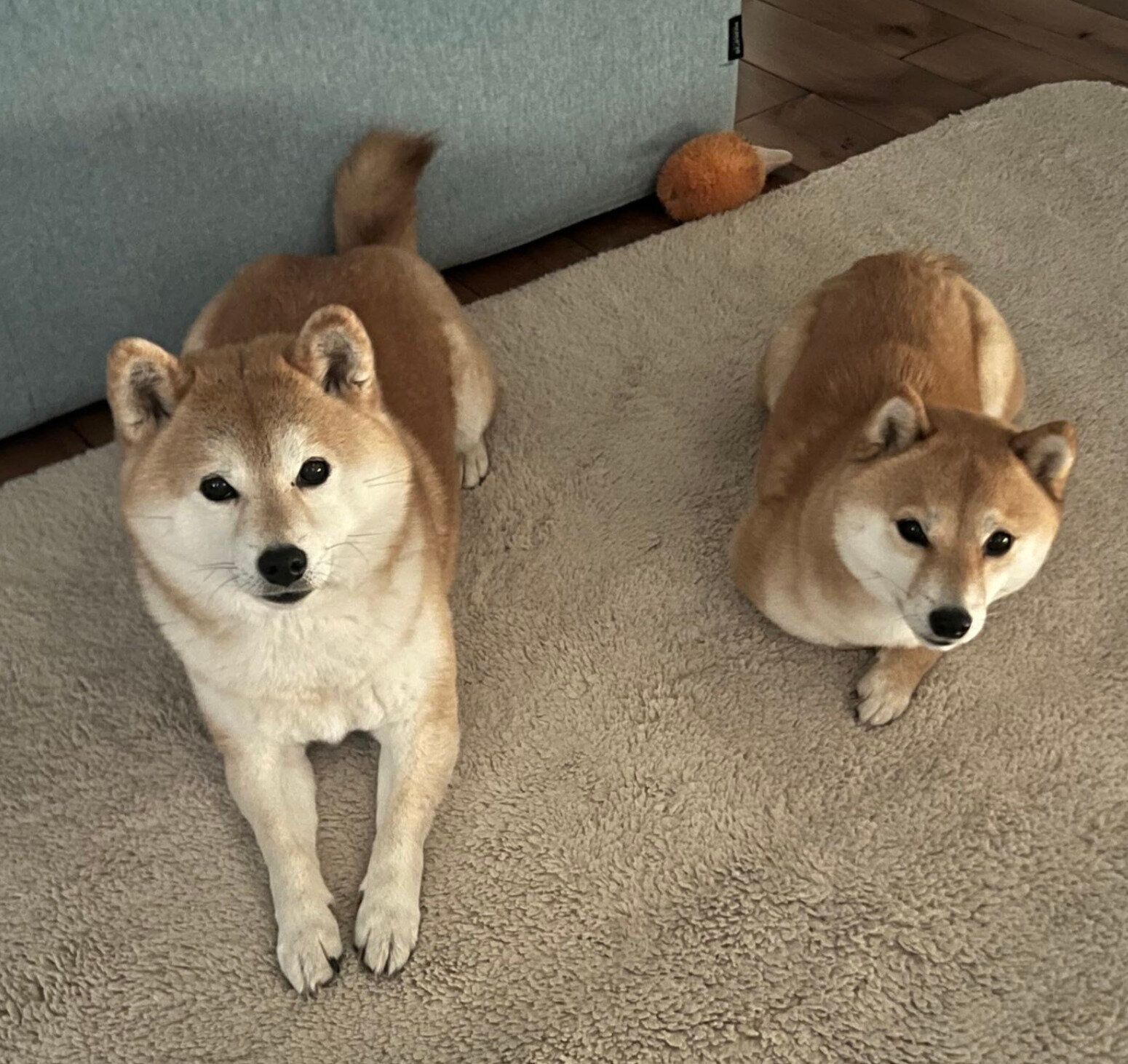並んで散歩待ちするクルミちゃんとリンゴちゃん
