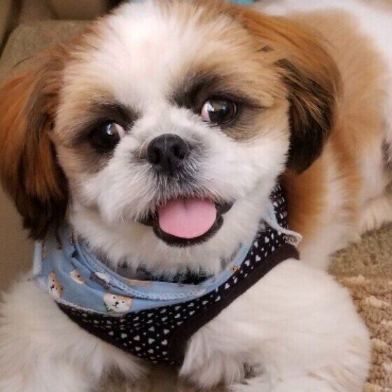 楽しそうな笑顔のシー・ズー