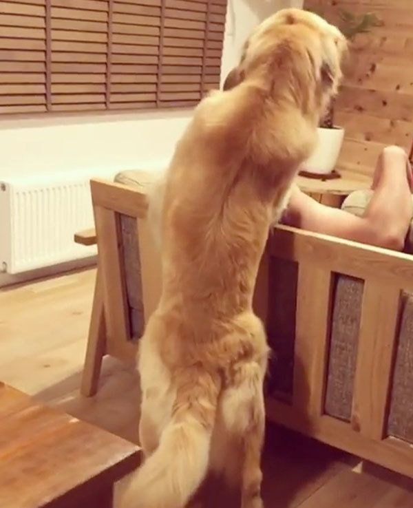 パパを舐めるゴールデン・レトリーバー