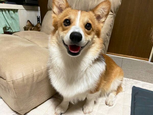 ニコニコ笑うせこむちゃん