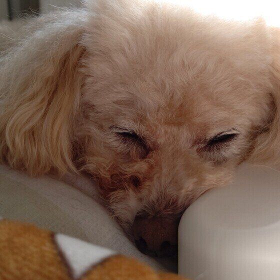 トイ・プードルののちゃん