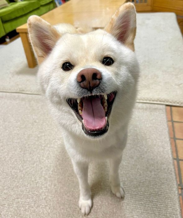 「にぱぁ」と笑顔の白玉ちゃん