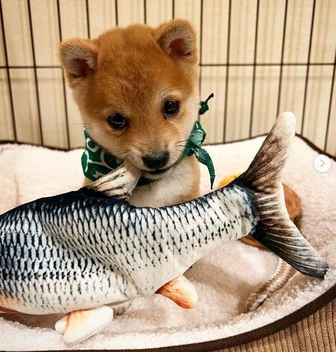 魚のおもちゃをくわえるチロくん