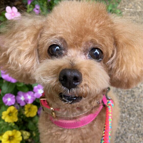 お目目がまんまるのトイ・プードル いぬのきもち