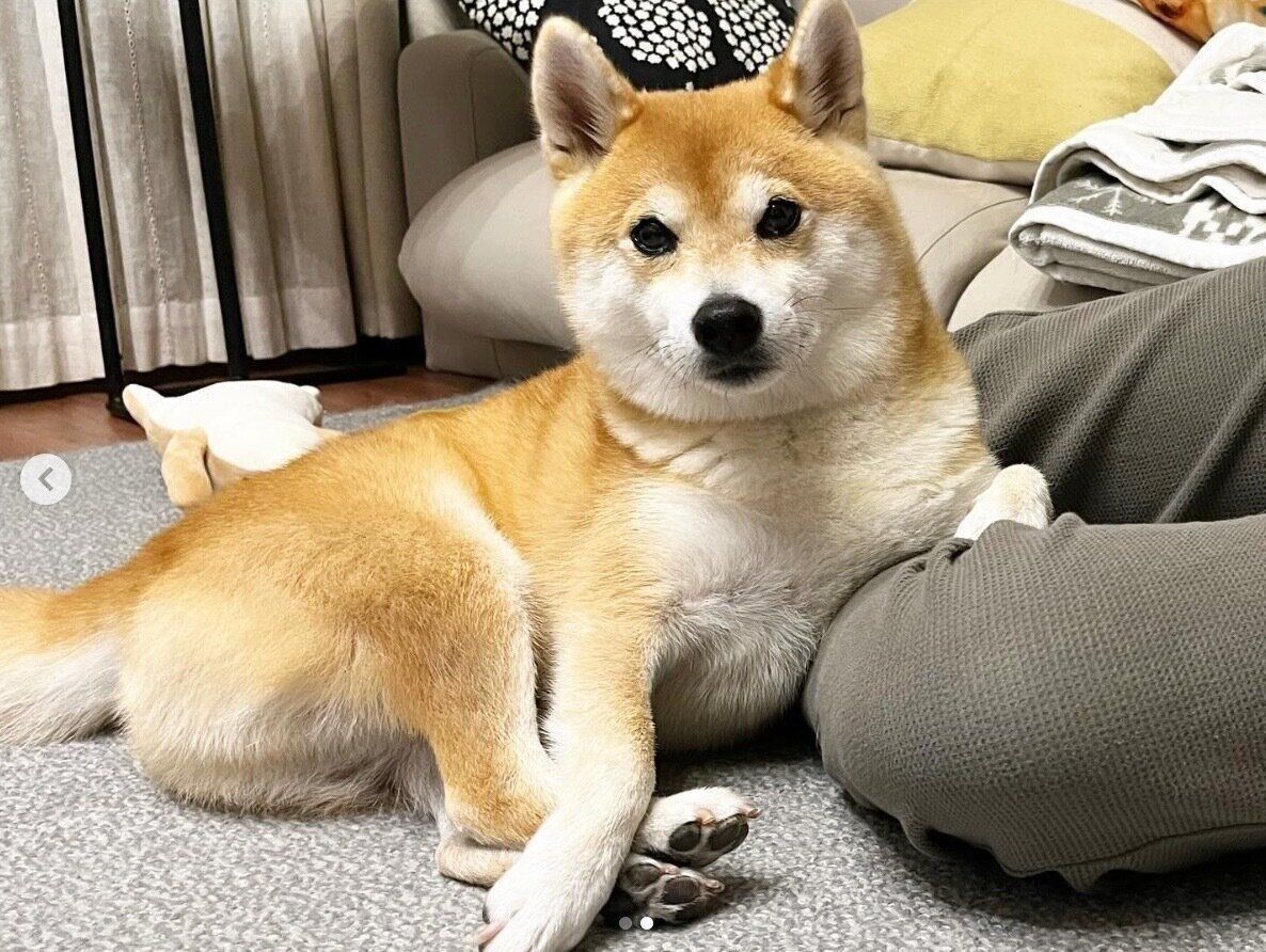 くつろぐ文太くん