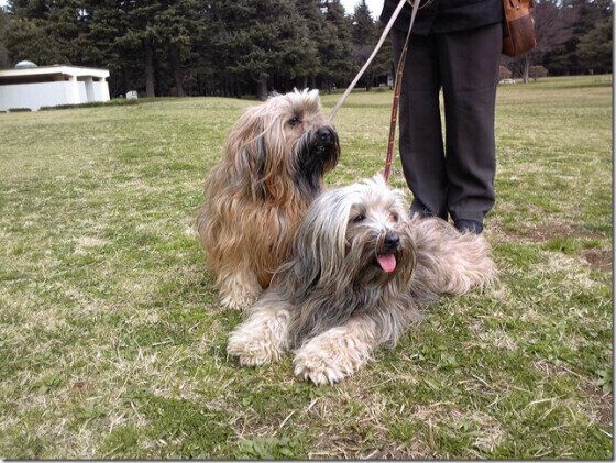 チベタン・テリア