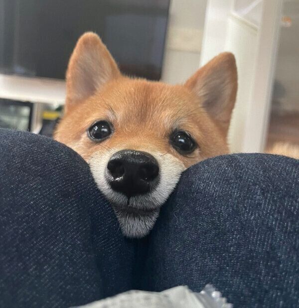 見つめるちくわくん