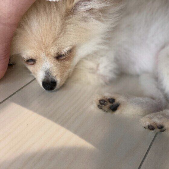 足元で眠るぽぽくん