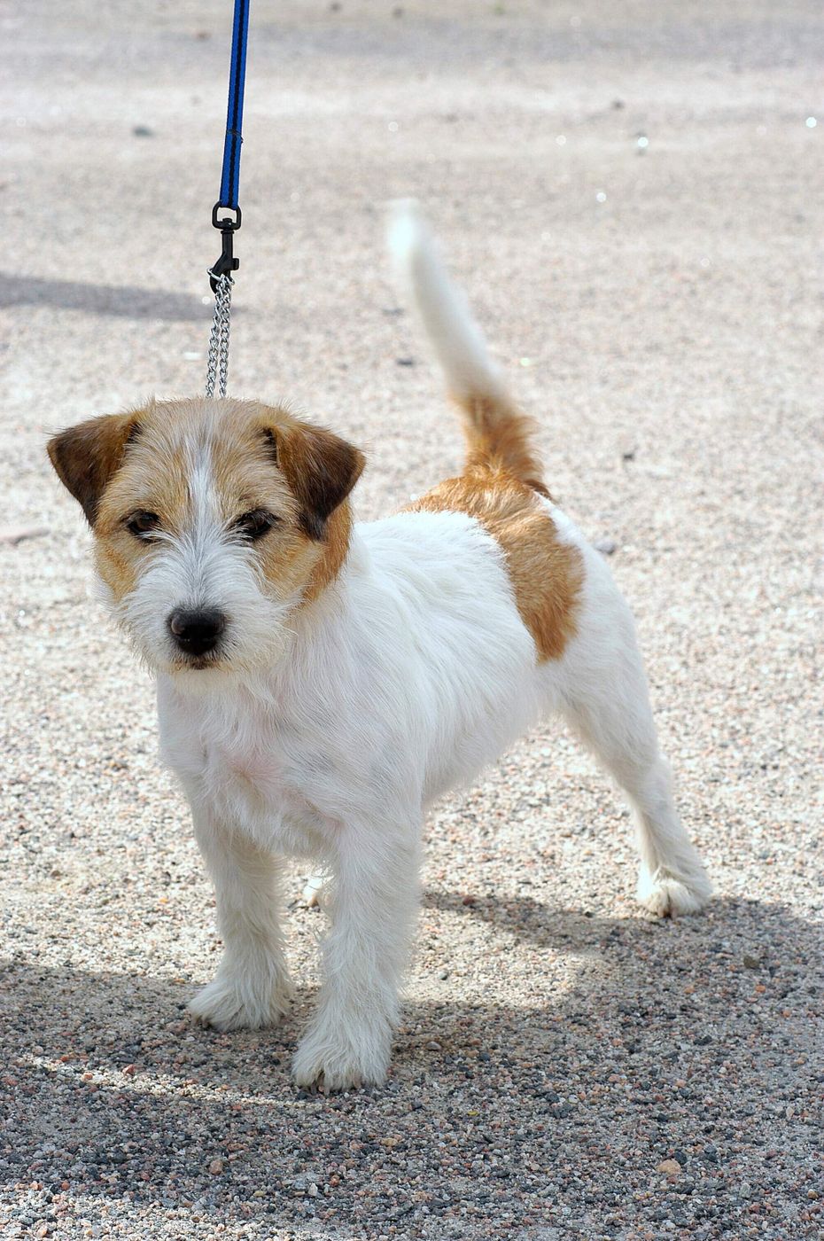 全部解けたら 犬種博士 愛犬家も迷う 激ムズ犬種クイズ にチャレンジ いぬのきもちweb Magazine 全部解けたら 犬種博士 愛犬家も迷う 激ムズ犬種クイズ にチャレンジ いぬのきもちweb Magazine