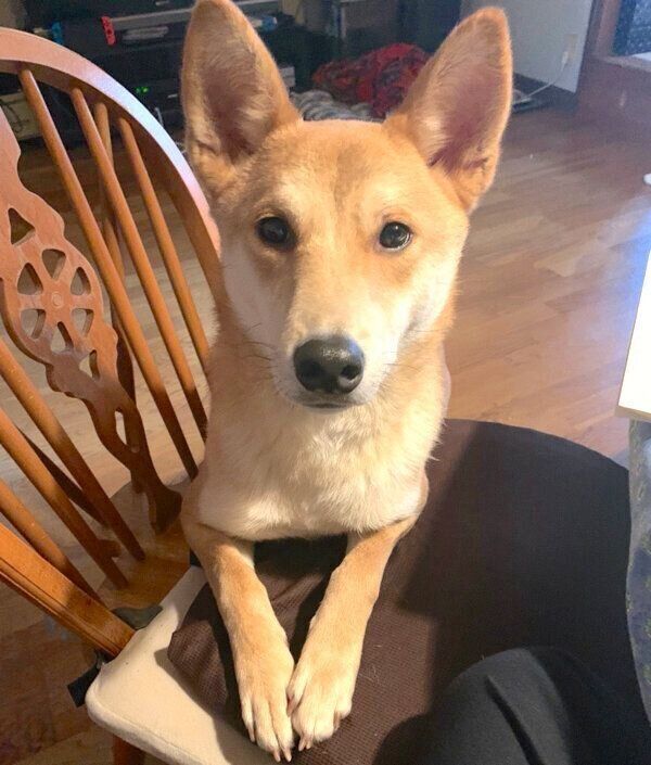 見つめるチャイくん