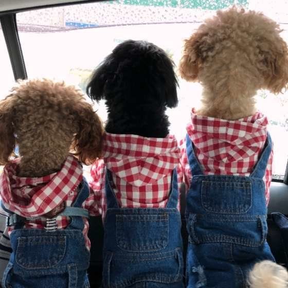 車の中で娘さんを待っているワンちゃんたち