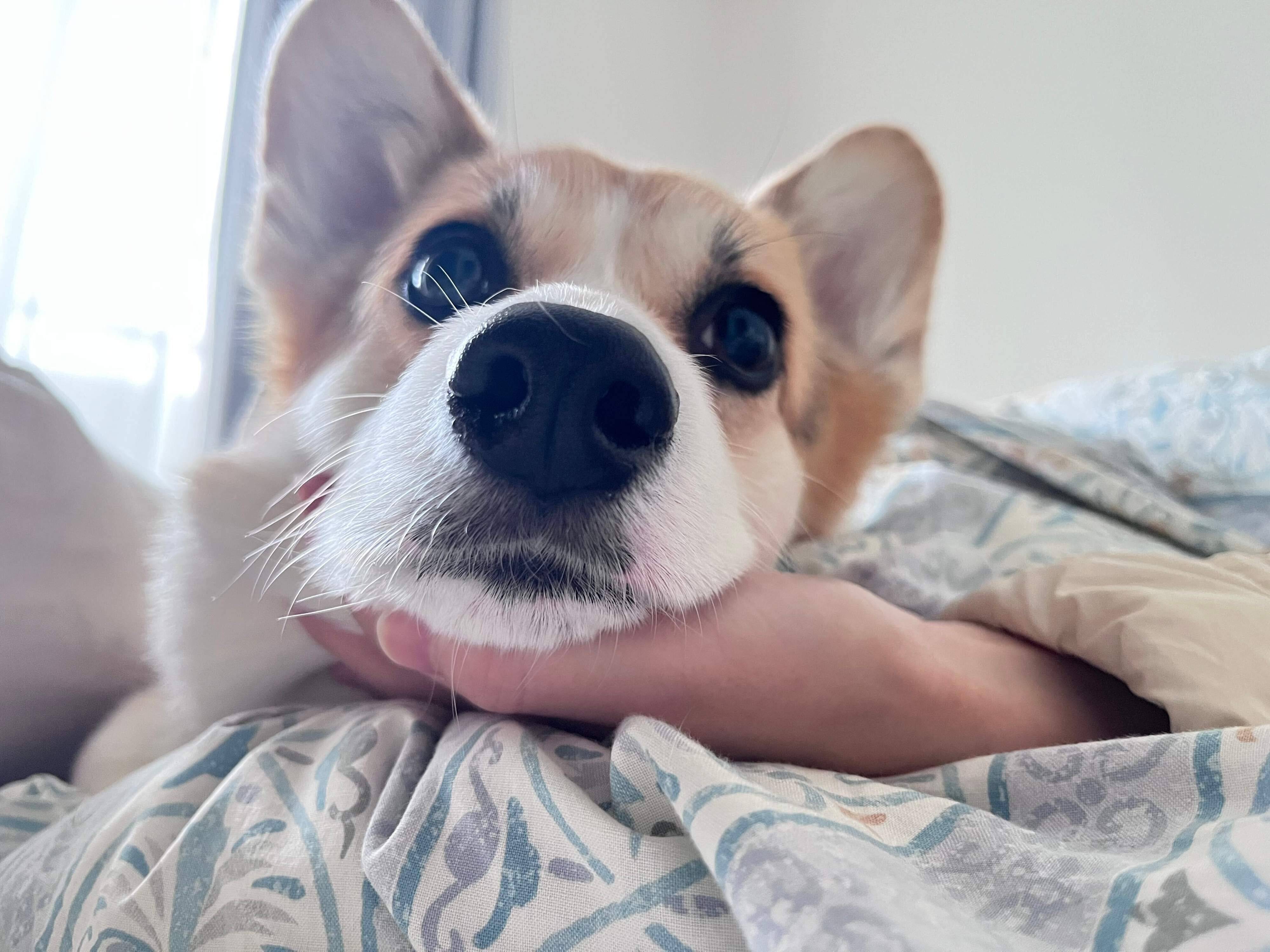 まったりするあられちゃん